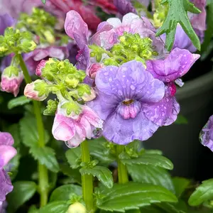 Nemesia 'Mirabelle' (Pot Size 1L) - image 1