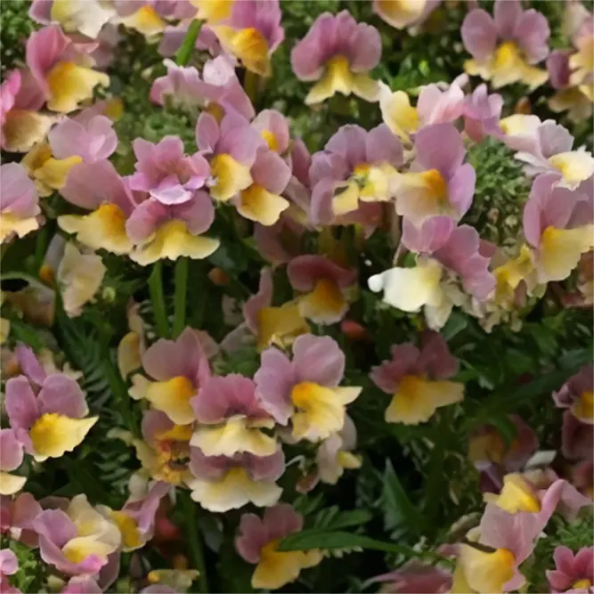 Nemesia 'Nesia Banana Swirl' (Pot Size 2L)