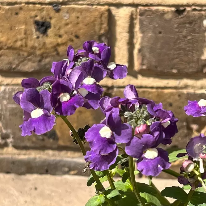 Nemesia 'Sapphire' (Pot Size 1L) - image 1