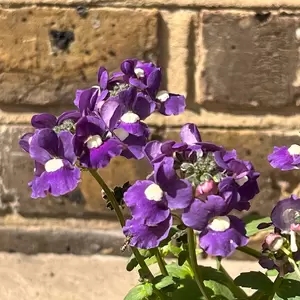 Nemesia 'Sapphire' (Pot Size 1L) - image 1