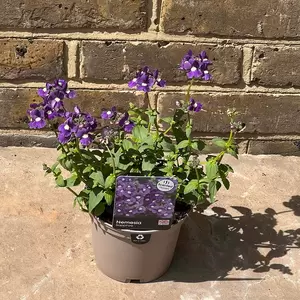 Nemesia 'Sapphire' (Pot Size 1L) - image 2