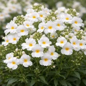 Nemesia 'Sunsatia White' (Pot Size 10.5cm) Scented Nemesia