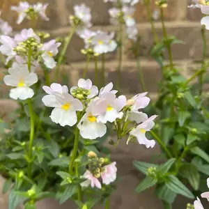 Nemesia 'Wisley Vanilla' (Pot Size 1L) - image 1