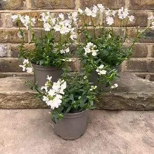 Nemesia 'Wisley Vanilla' (Pot Size 1L) - image 3