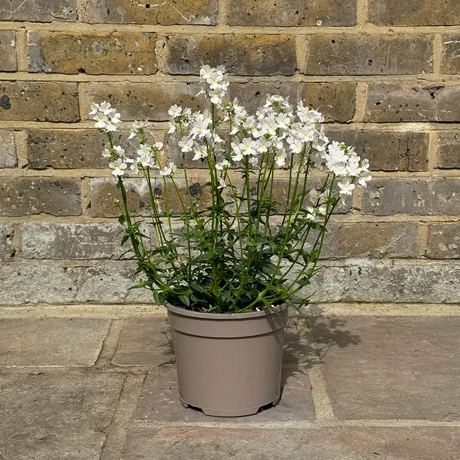 Nemesia 'Wisley Vanilla' (Pot Size 2L) - image 3