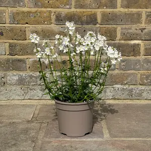 Nemesia 'Wisley Vanilla' (Pot Size 2L) - image 3