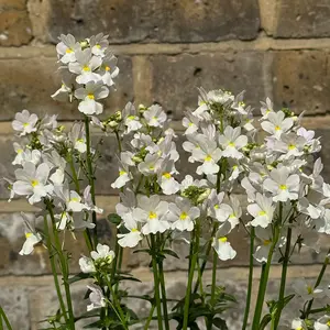 Nemesia 'Wisley Vanilla' (Pot Size 1L) - image 1