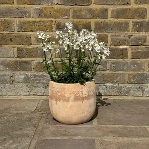 Nemesia 'Wisley Vanilla' (Pot Size 2L) - image 4