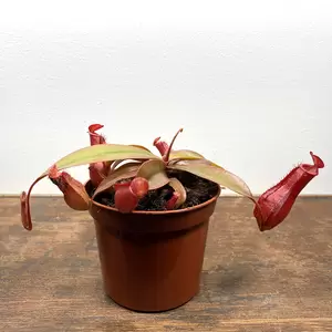 Nepenthes 'Bloody Mary' (Pot Size 8.5cm)  Monkey Jars - image 1