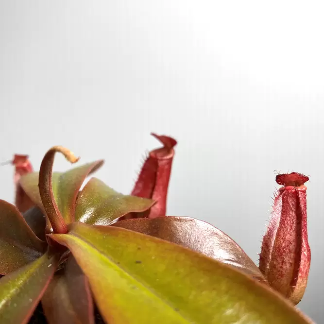 Nepenthes 'Bloody Mary' (Pot Size 8.5cm)  Monkey Jars - image 2