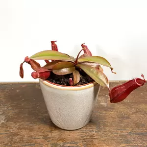 Nepenthes 'Bloody Mary' (Pot Size 8.5cm)  Monkey Jars - image 3
