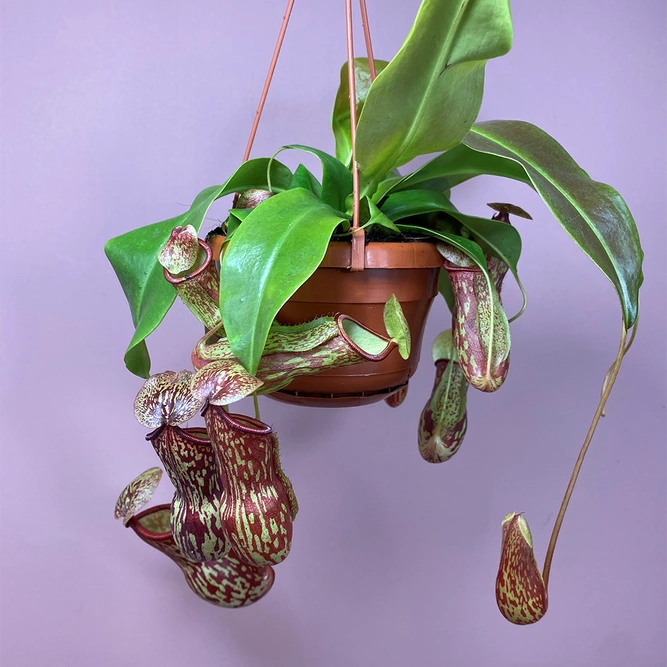 Nepenthes gaya (Pot Size 12cm) Monkey jars - image 2