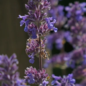 Nepeta 'Cat's Pajamas' at Boma Garden Centre Image by Amanda Slater