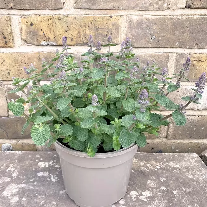 Nepeta 'Cat's Pajamas' (Pot Size 2L) - Cat's Pajamas Catmint - image 4