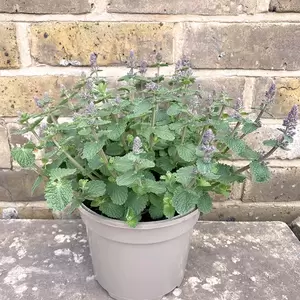 Nepeta 'Cat's Pajamas' (Pot Size 2L) - Cat's Pajamas Catmint - image 4