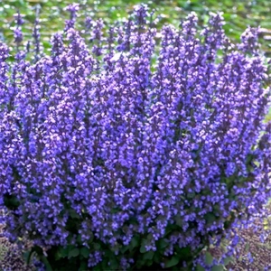 Nepeta 'Cat's Pajamas' (Pot Size 2L) - Cat's Pajamas Catmint - image 2