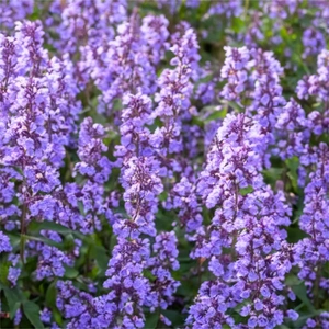 Nepeta 'Cat's Pajamas' (Pot Size 2L) - Cat's Pajamas Catmint - image 1