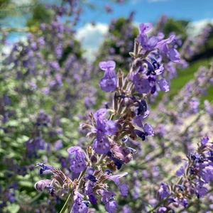 Nepeta faassenii 'Junior Walker' (Pot Size ) 1ltr Cat Mint - image 1