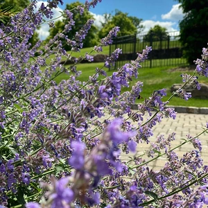 Nepeta faassenii 'Junior Walker' (Pot Size ) 1ltr Cat Mint - image 2