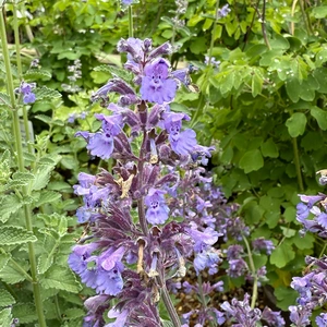 Nepeta  'Six Hills Giant' available at Boma Garden Centre Image by Leonora (Ellie) Enking