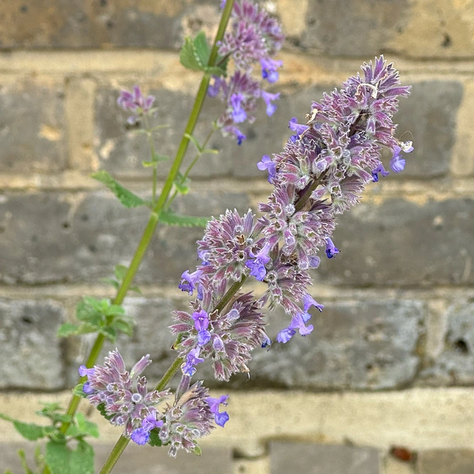 Nepeta grandiflora 'Summer Magic' (Pot Size 1L) Cat Mint - image 1