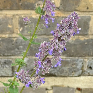 Nepeta grandiflora 'Summer Magic' (Pot Size 1L) Cat Mint - image 1