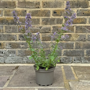 Nepeta grandiflora 'Summer Magic' (Pot Size 1L) Cat Mint - image 2