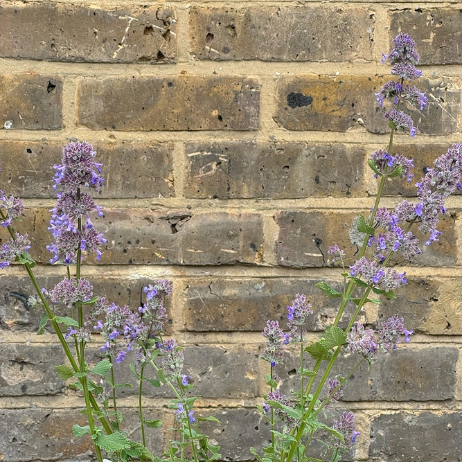 Nepeta grandiflora 'Summer Magic' (Pot Size 1L) Cat Mint - image 3
