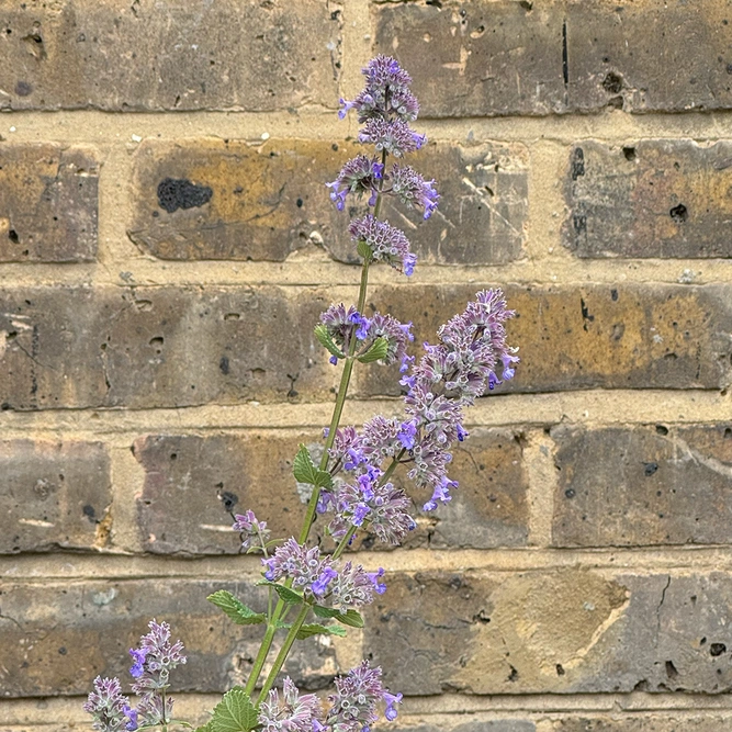 Nepeta grandiflora 'Summer Magic' (Pot Size 1L) Cat Mint - image 4