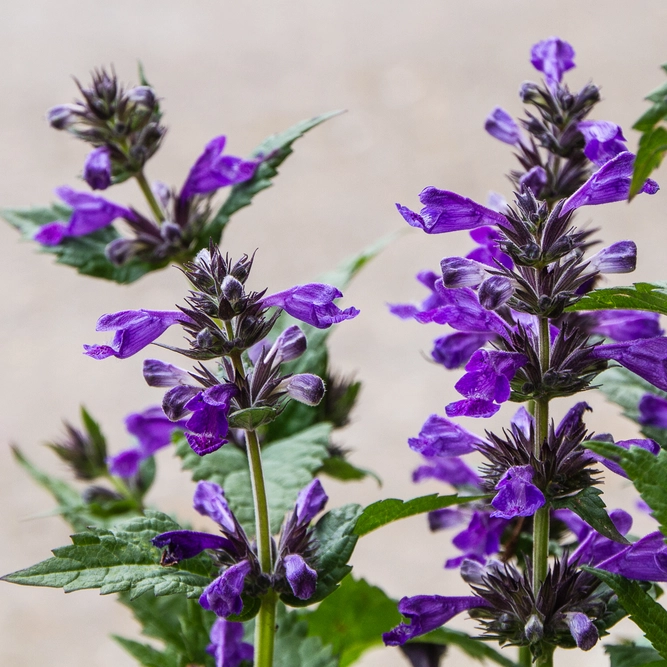 Nepeta 'Neptune - Cantnip - Catmint plant