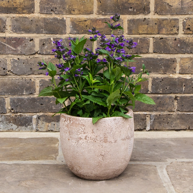 Nepeta 'Neptune - Cantnip - Catmint plant