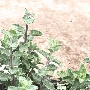 Nepeta racemosa 'Walker's Low' (Pot Size 2L) - Catmint - image 3