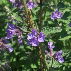 Nepeta racemosa 'Walker's Low' available at Boma Garden Centre Image by F. D. Richards