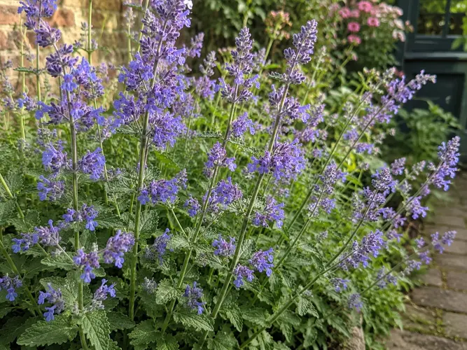 Nepeta  'Six Hills Giant' available at Boma Garden Centre Image by Leonora (Ellie) Enking