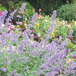Nepeta  'Six Hills Giant' available at Boma Garden Centre Image by Leonora (Ellie) Enking