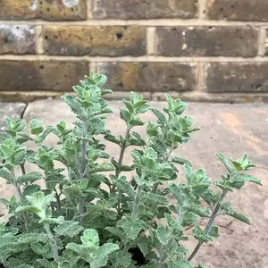 Nepeta  'Six Hills Giant' (Pot Size 1ltr) - Catmint        Mix and match 1Ltr perennials 4 for £20 - image 2