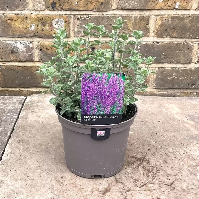 Nepeta  'Six Hills Giant' (Pot Size 1ltr) - Catmint        Mix and match 1Ltr perennials 4 for £20 - image 3
