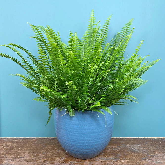 Nephrolepis eaxltata (Pot Size 17cm) Boston fern - image 1