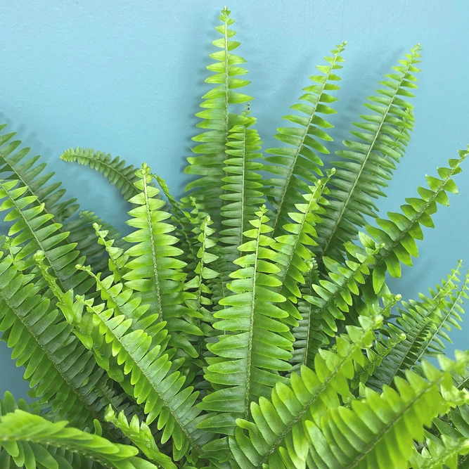 Nephrolepis eaxltata (Pot Size 17cm) Boston fern - image 2