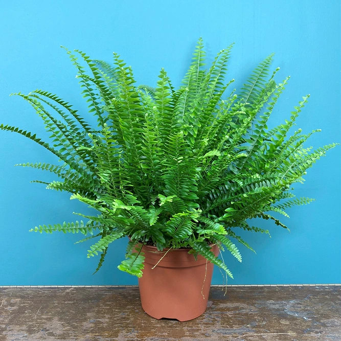 Nephrolepis eaxltata (Pot Size 17cm) Boston fern - image 3