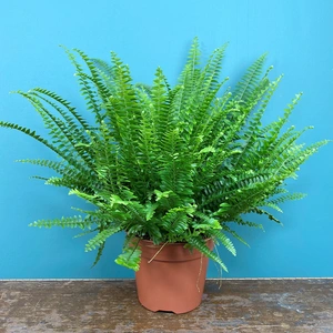 Nephrolepis eaxltata (Pot Size 17cm) Boston fern - image 3