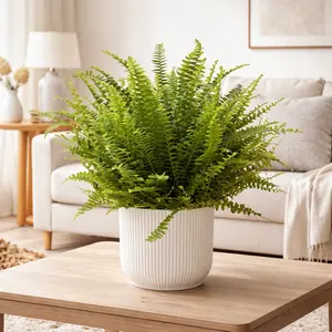 Nephrolepis exaltata ‘Green Lady’ (Pot Size 17cm) Green Lady Fern - image 1