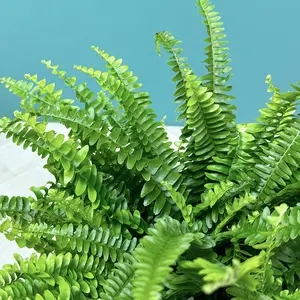 Nephrolepis exaltata ‘Green Lady’ (Pot Size 17cm) Green Lady Fern - image 2