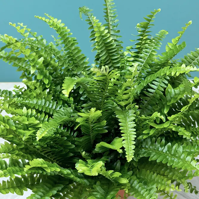 Nephrolepis exaltata ‘Green Lady’ (Pot Size 17cm) Green Lady Fern - image 3