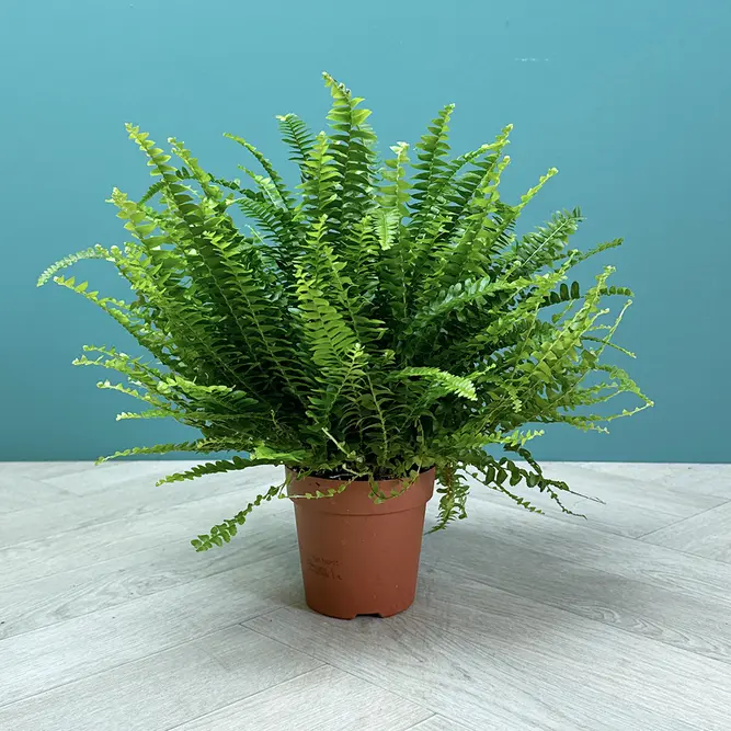 Nephrolepis exaltata ‘Green Lady’ (Pot Size 17cm) Green Lady Fern - image 4