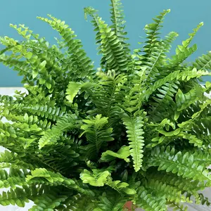 Nephrolepis exaltata ‘Green Lady’ (Pot Size 20cm) Green Lady Fern - image 3