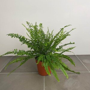 Nephrolepis exaltata (Pot Size 12cm) Boston fern / Sword fern - image 1