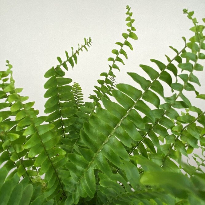 Nephrolepis exaltata (Pot Size 12cm) Boston fern / Sword fern - image 2
