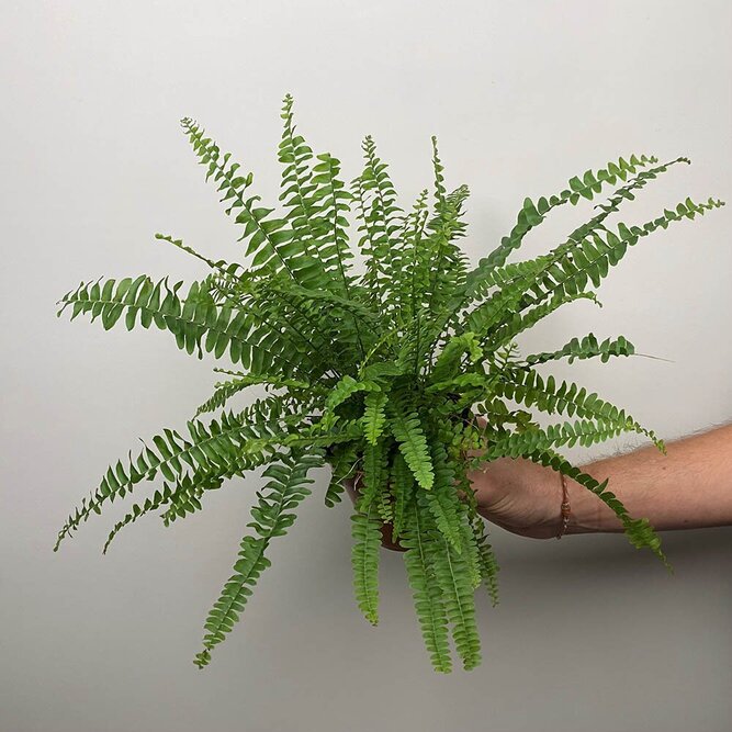 Nephrolepis exaltata (Pot Size 12cm) Boston fern / Sword fern - image 3