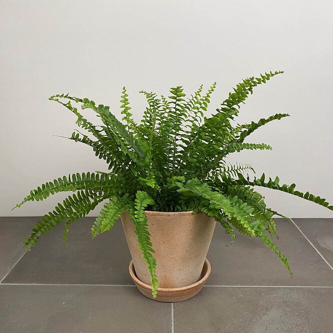 Nephrolepis exaltata (Pot Size 12cm) Boston fern / Sword fern - image 1